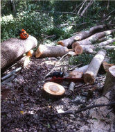 Camphor Laurel logs cut down for timber  