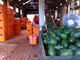 Avocados on the conveyor belt into the packing shed for grading and packing 
