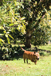Tiger running in the avocado orchard